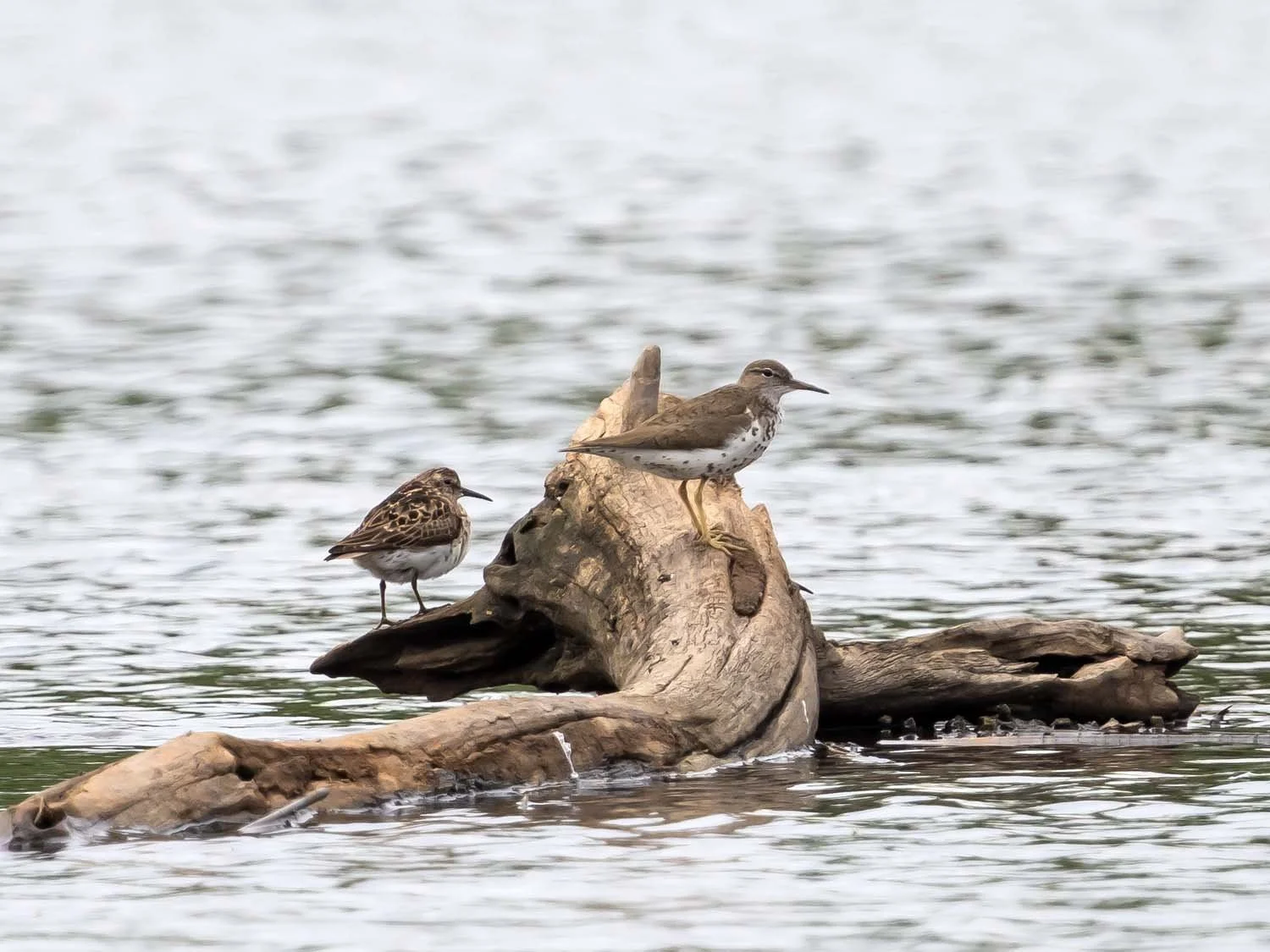 Spotted Sandpiper 1500 8-1-2025 SI 021P.jpg