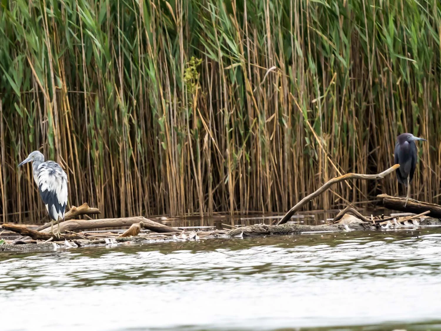 Little Blue Heron 1500 8-1-2025 SI 129P.jpg