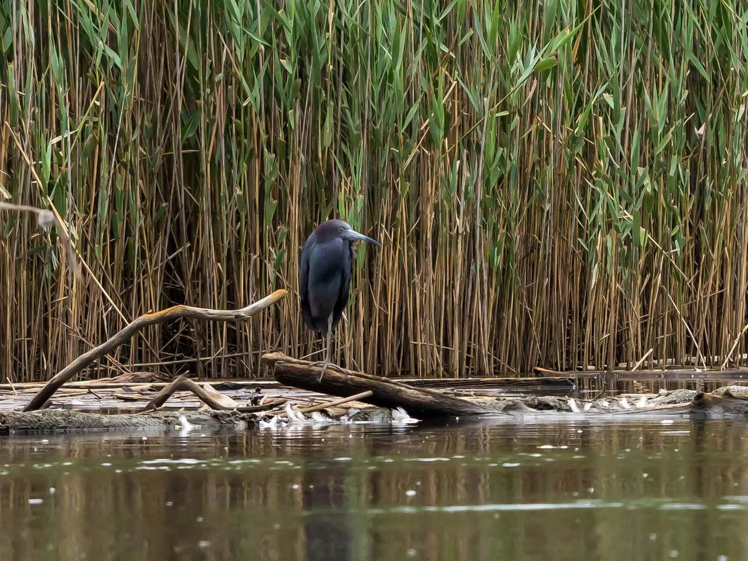 Little Blue Heron 1500 8-1-2025 SI 057P.jpg