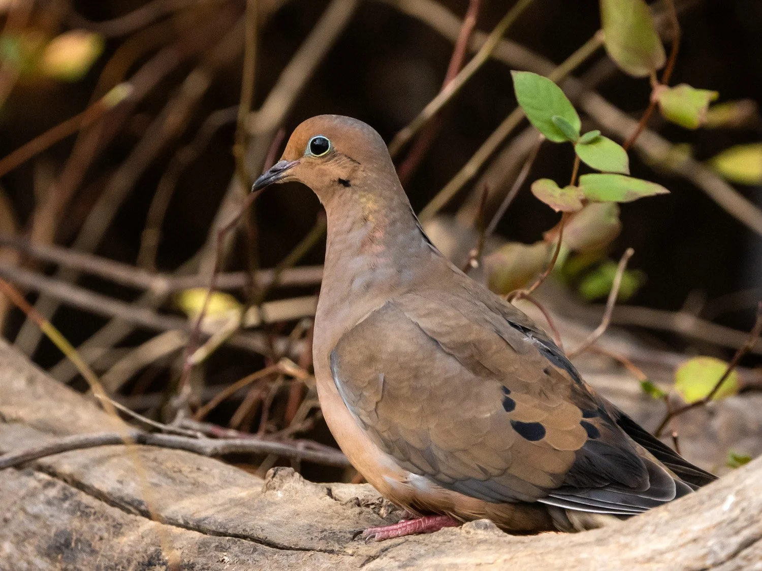 Mourning Dove 1500 11-17-2025 CPP 087P.jpg
