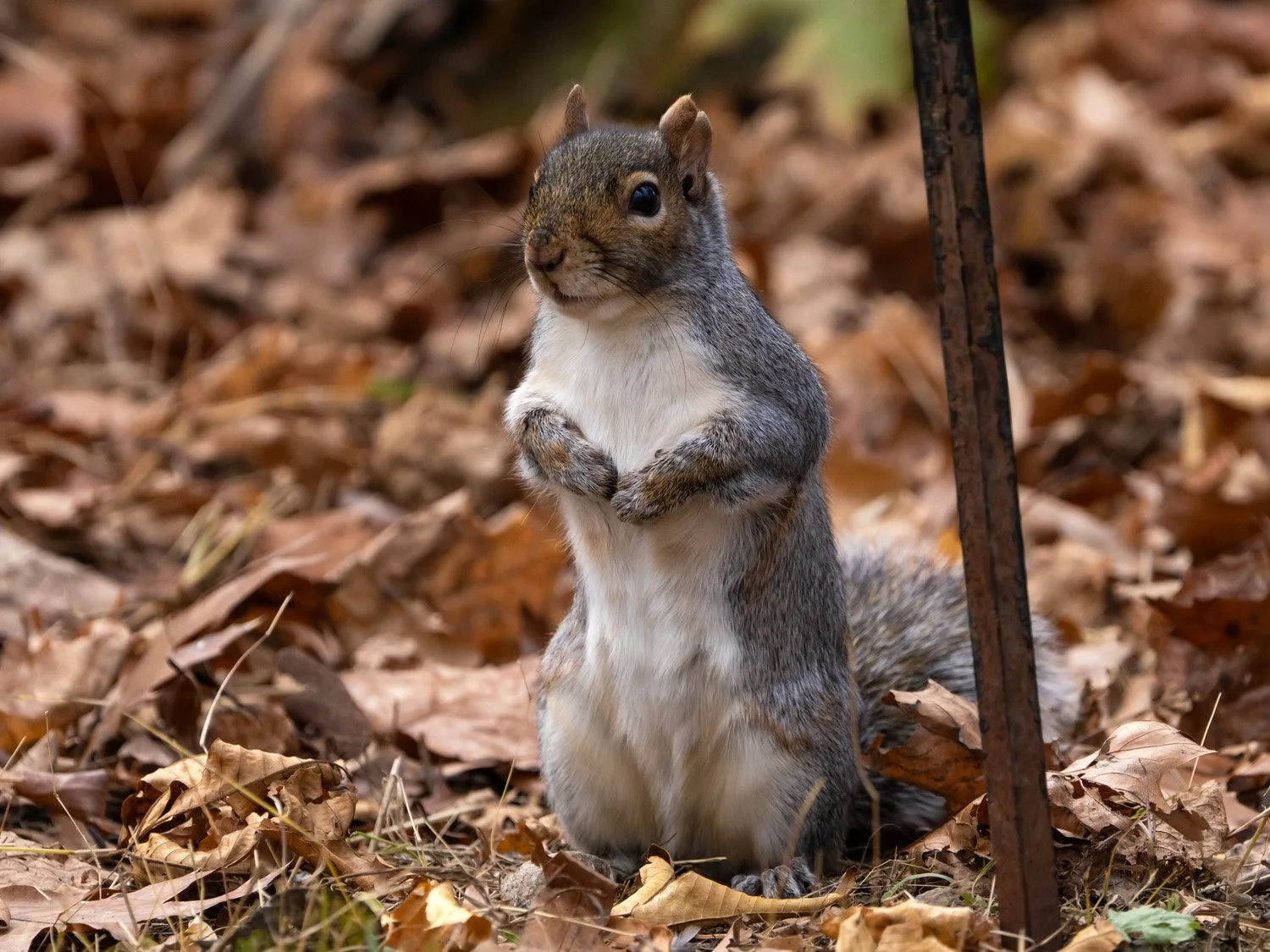 Squirrel 1500 11-17-2025 CPP 075P.jpg