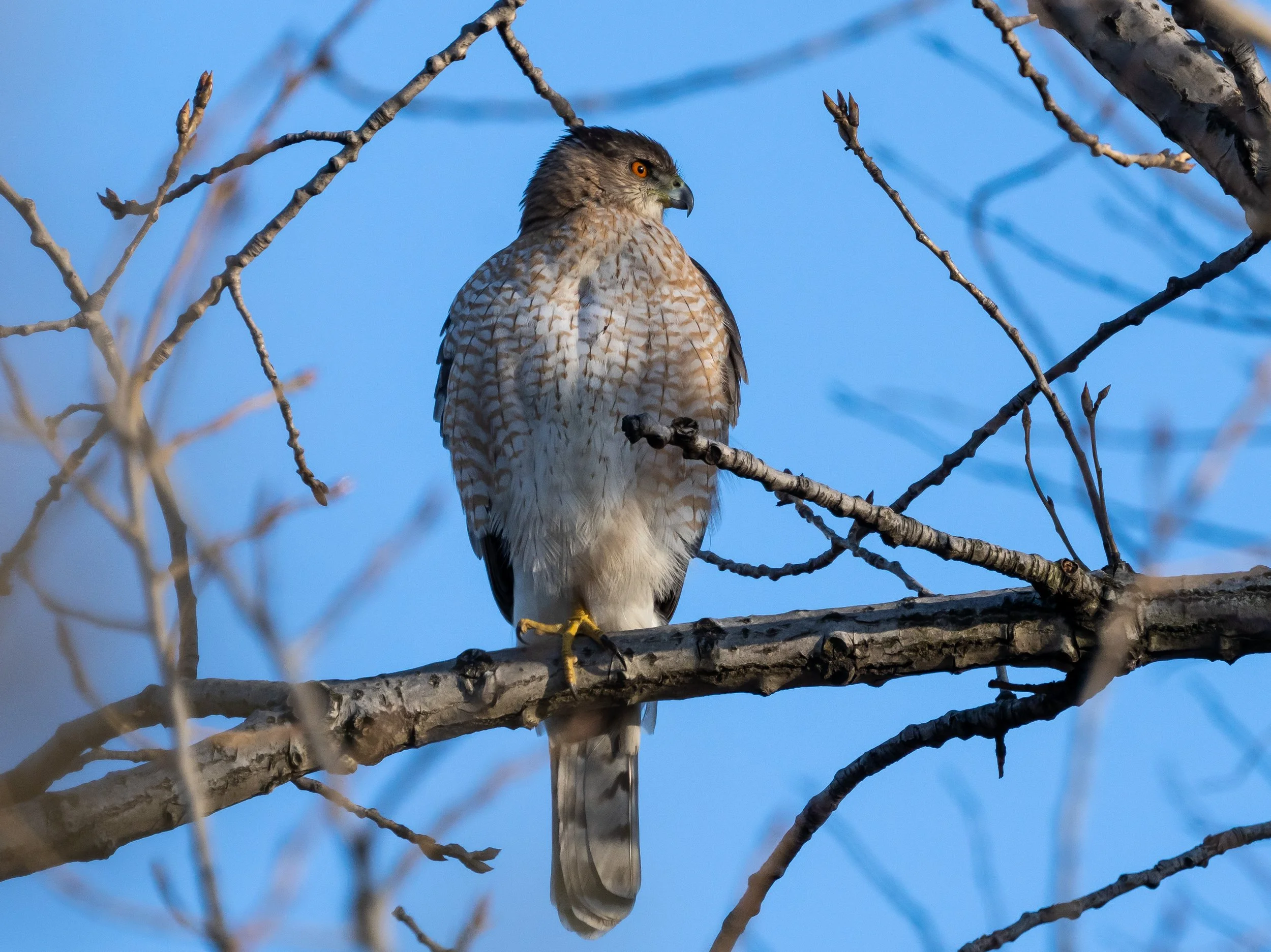 25 1-8-2026 Brookfield Pk 060P.jpg