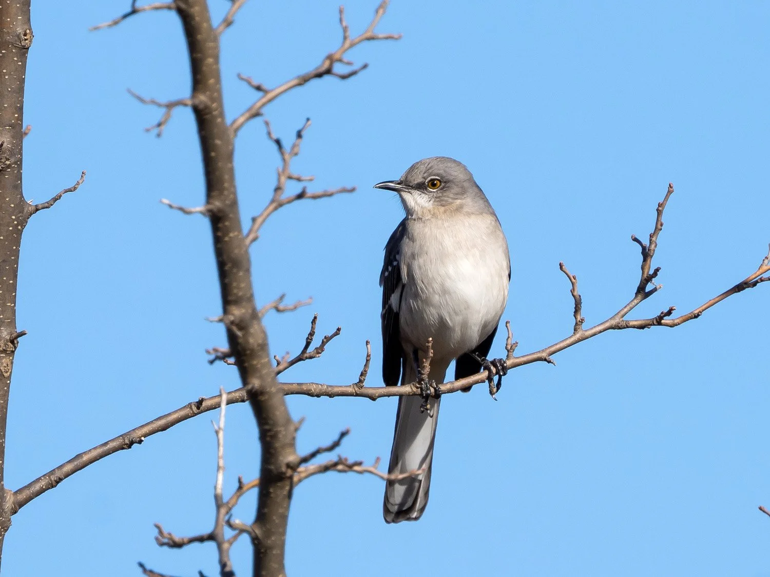 Mockingbird 1500 1-8-2026 Brookfield Pk 014P.jpg