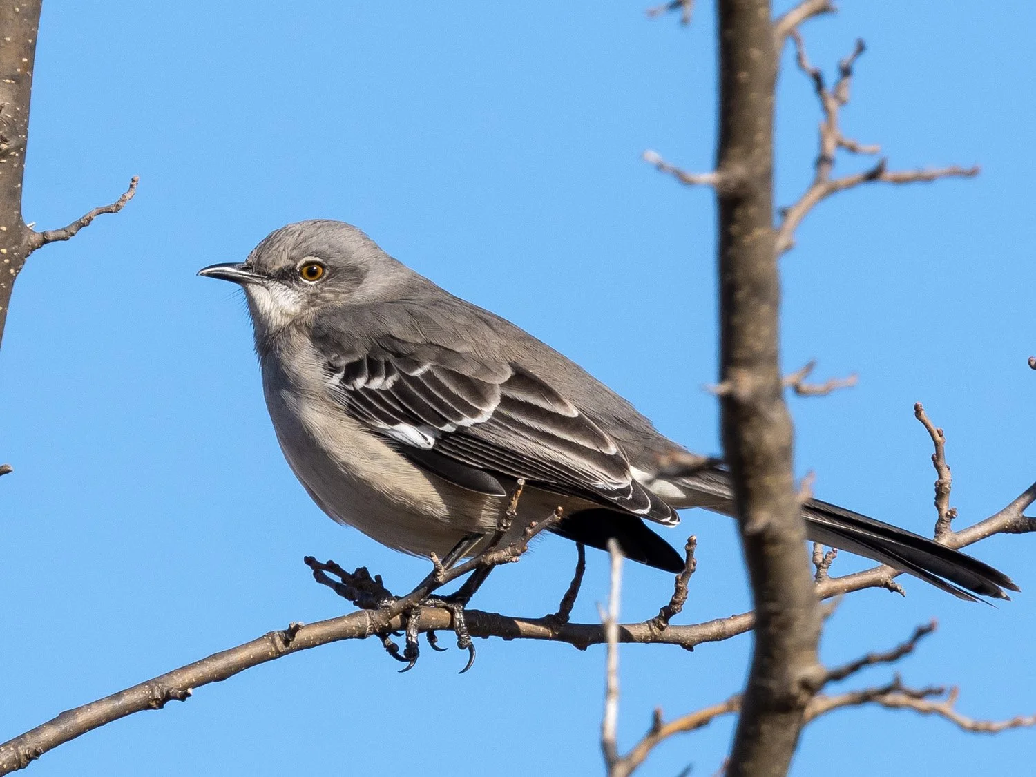 Mockingbird 1500 1-8-2026 Brookfield Pk 023P.jpg