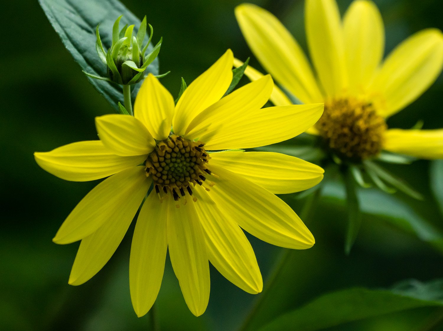 Flower 1500 9-2-2025 RSP 042P.jpg