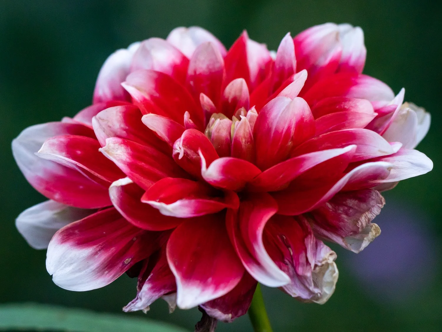 Flower 1500 9-2-2025 RSP 077P.jpg