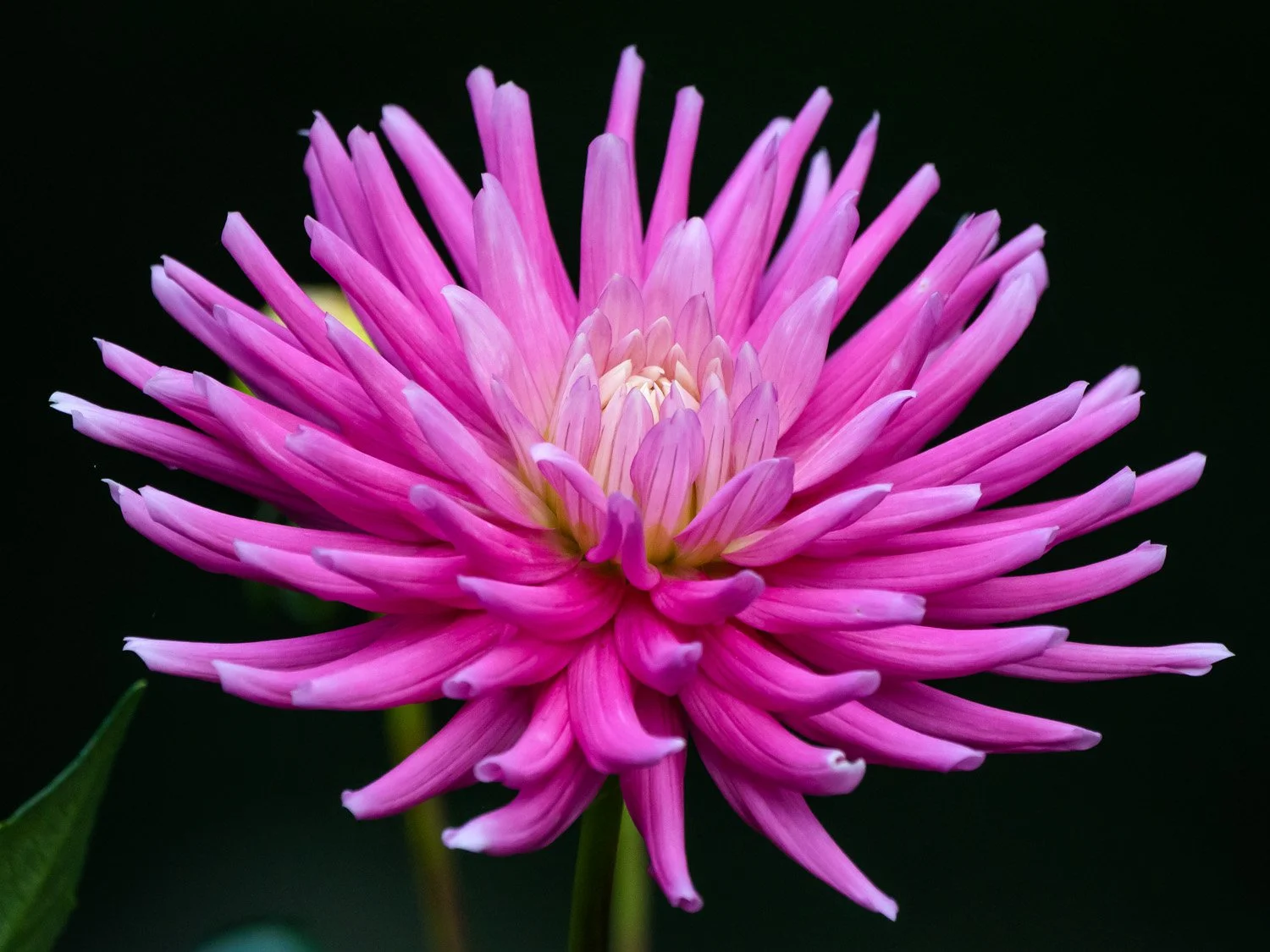Dahlia 1500 9-2-2025 RSP 090P.jpg