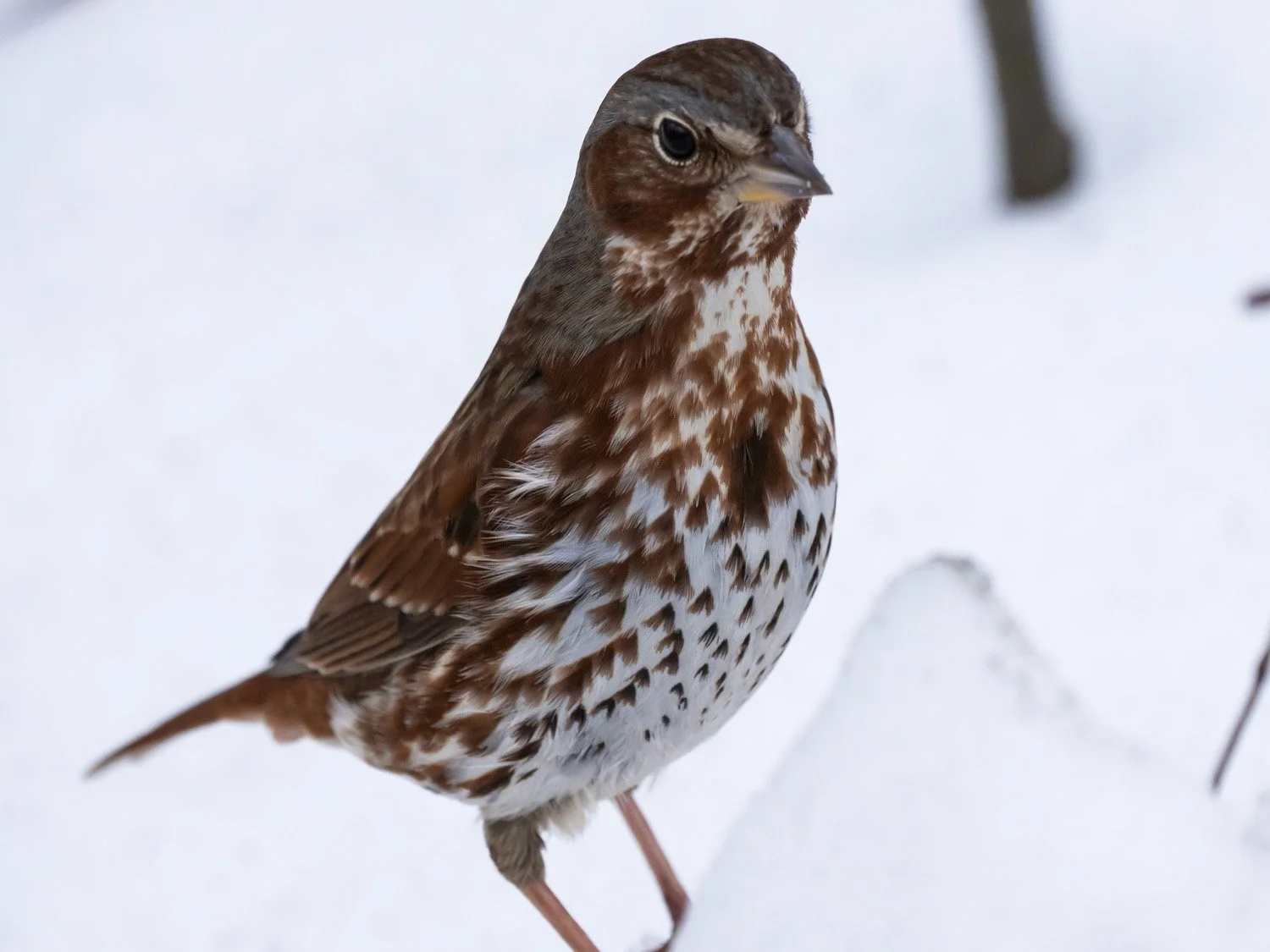 Fox Sparrow 1500 2-28-2026 001P.jpg