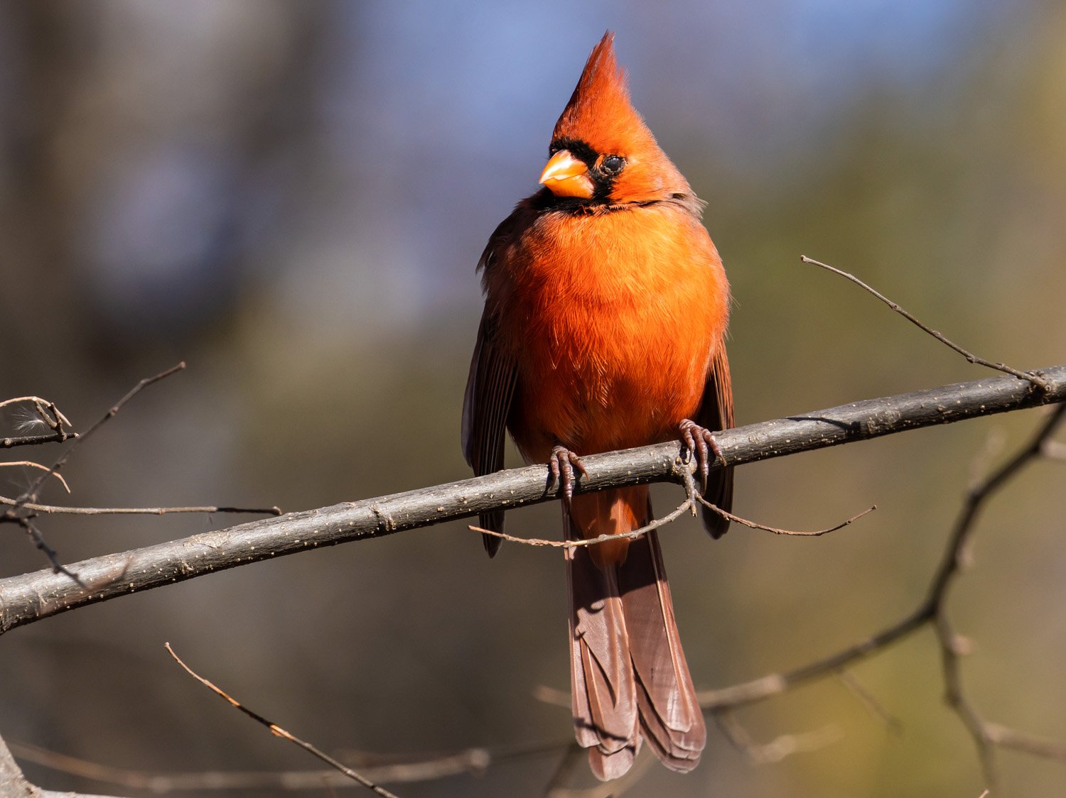 Cardinal 1500 1-28-2025 057P.jpg