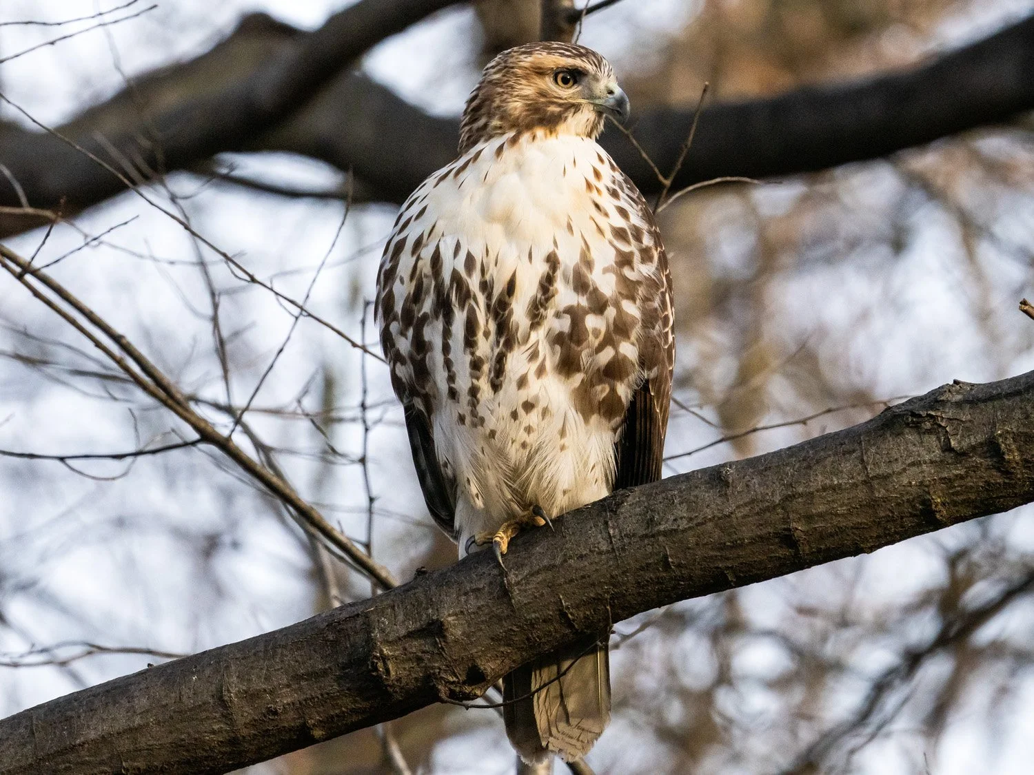 RTH 1500 1-13-2026 008P.jpg