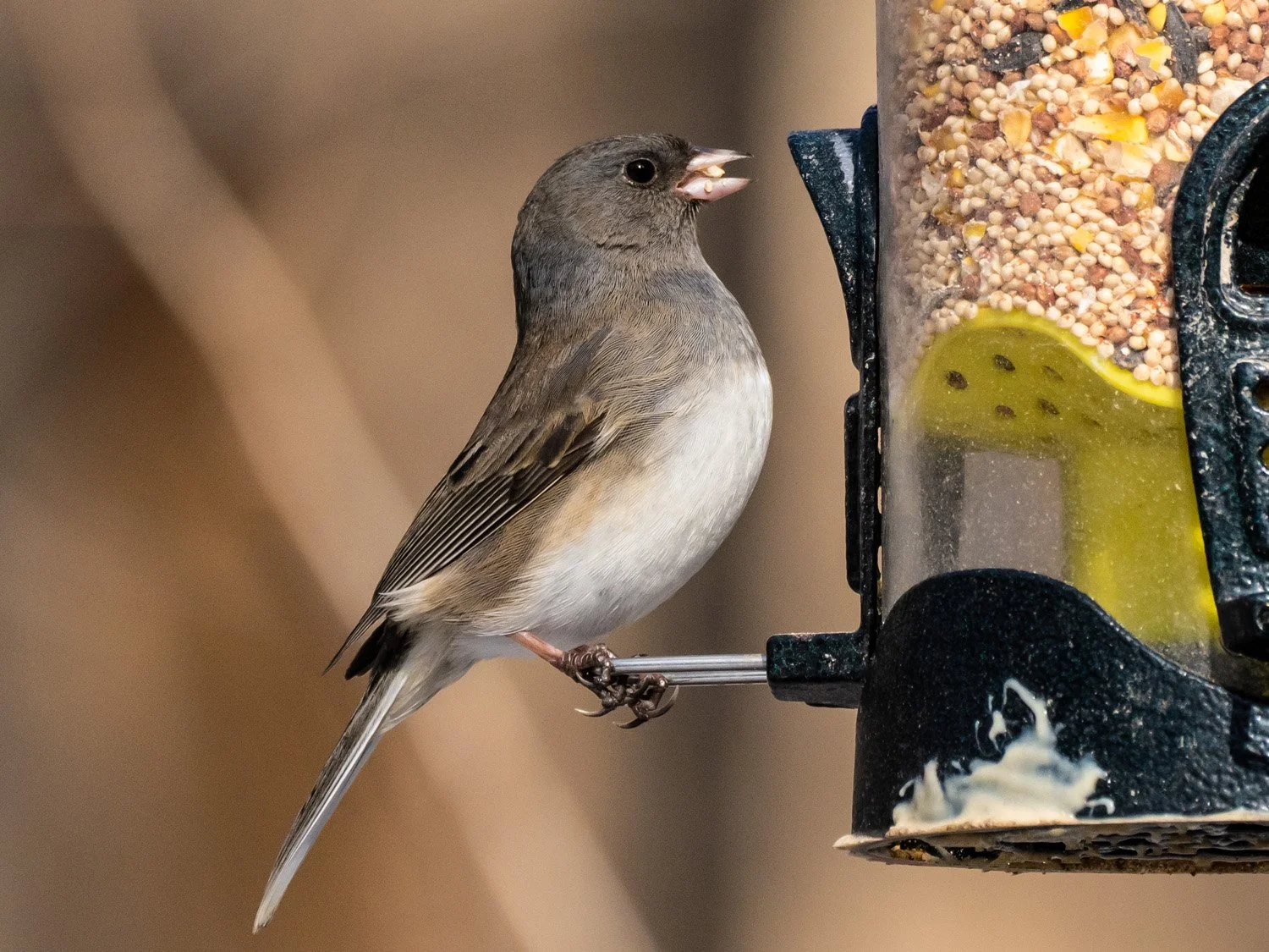Junco 1500 2-5-2026 004P.jpg