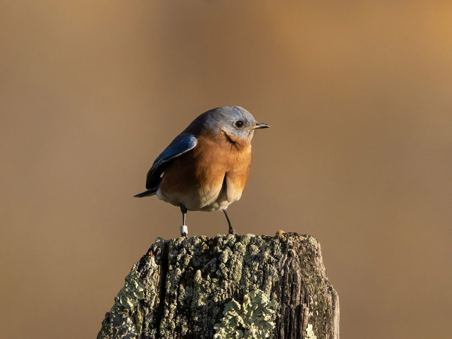 Bluebird 1500 11-17-2025 CPP 143P.jpg