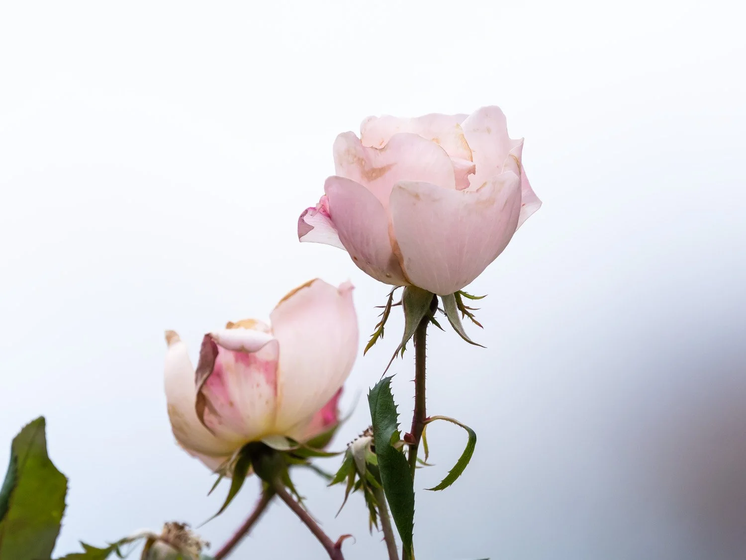 Rose 1500 11-17-2025 CPP 001P.jpg