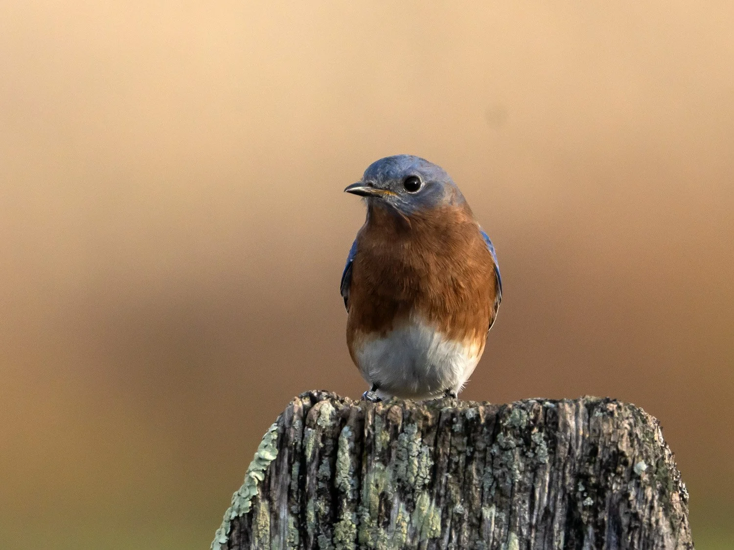 Bluebird 1500 11-17-2025 CPP 108P.jpg