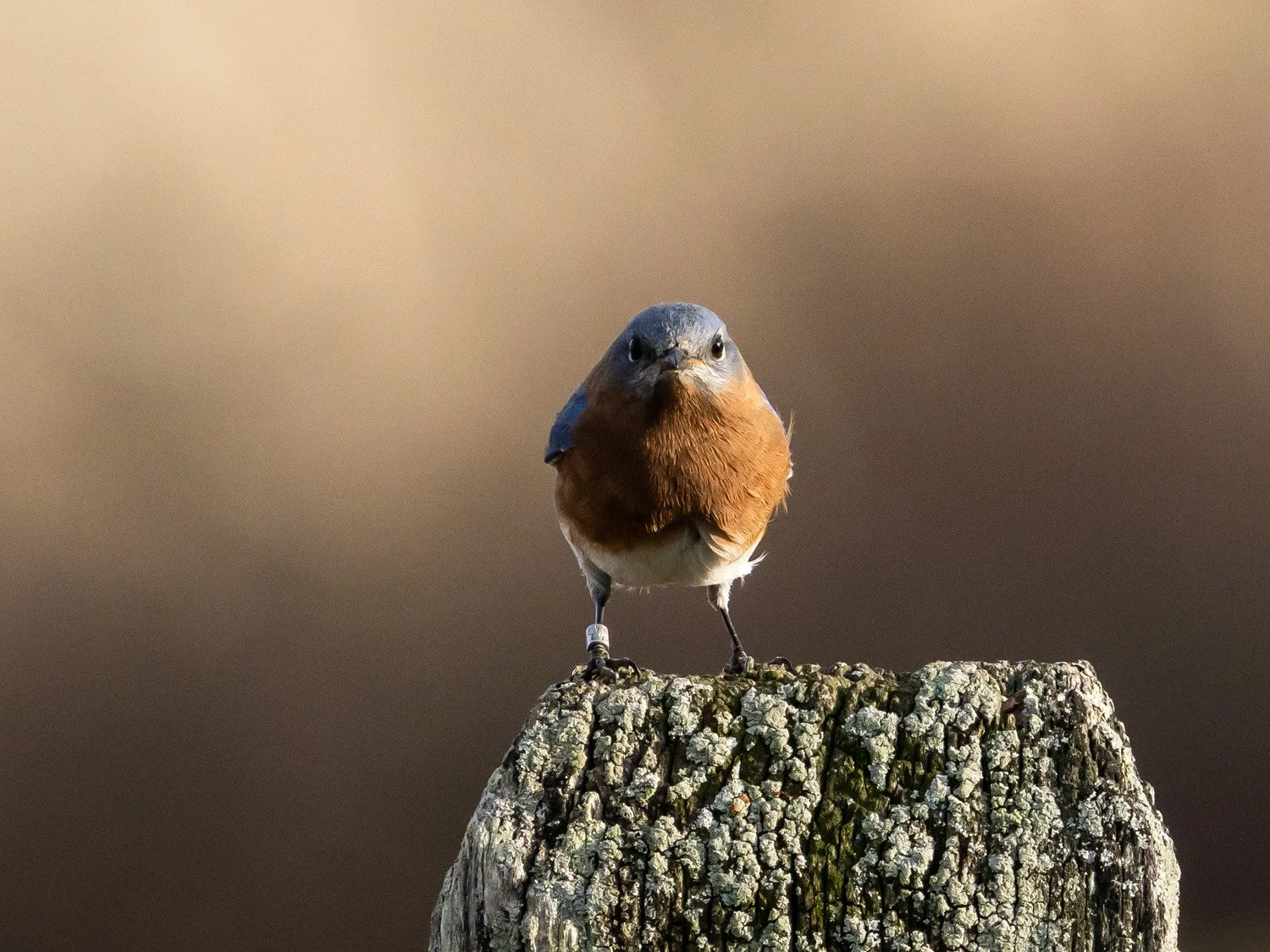 Bluebird 1500 11-17-2025 CPP 110P.jpg