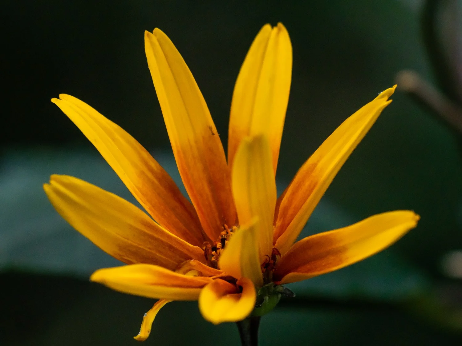 Flower 1500 9-2-2025 RSP 056P.jpg