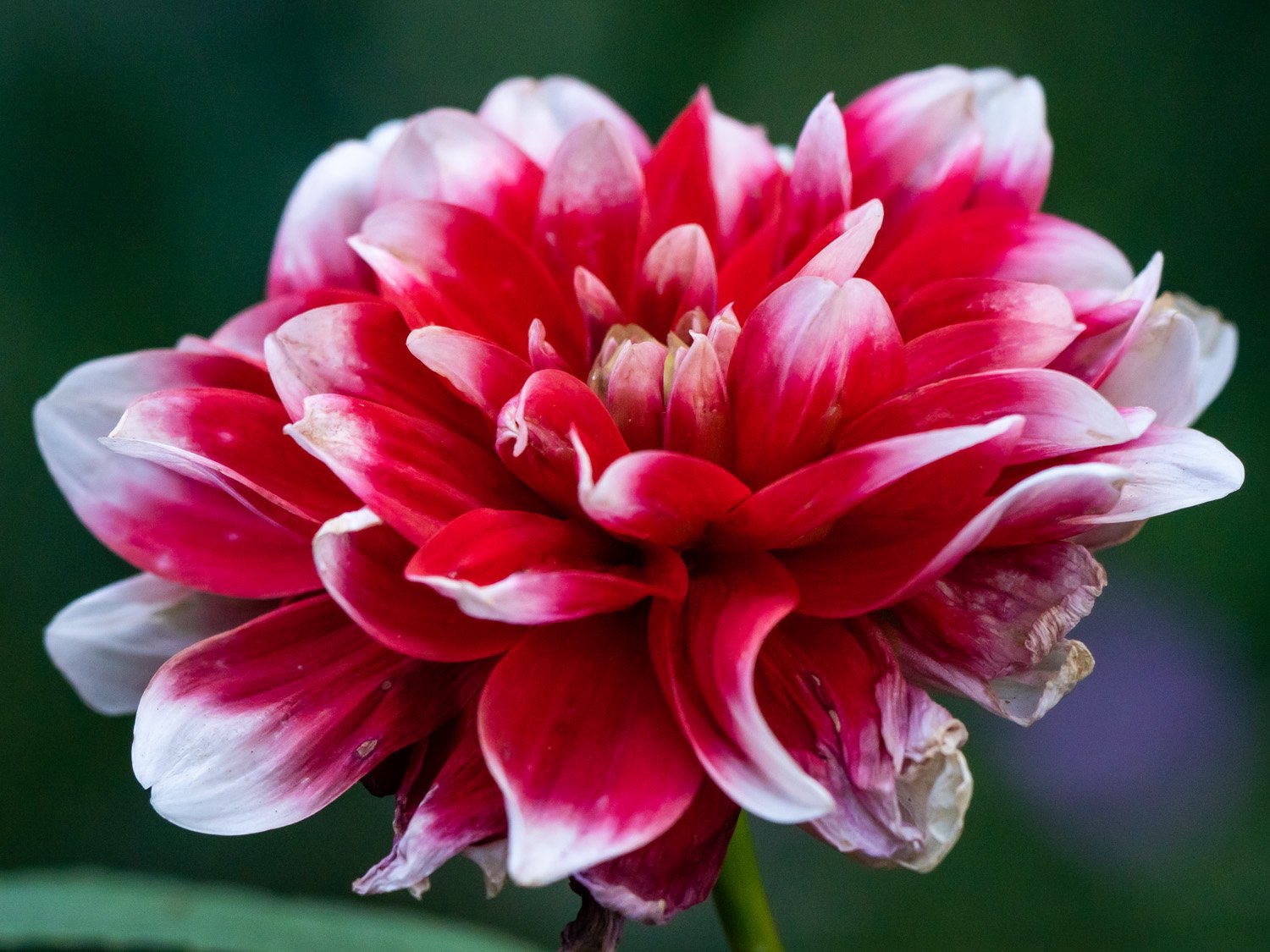 Flower 1500 9-2-2025 RSP 077P.jpg