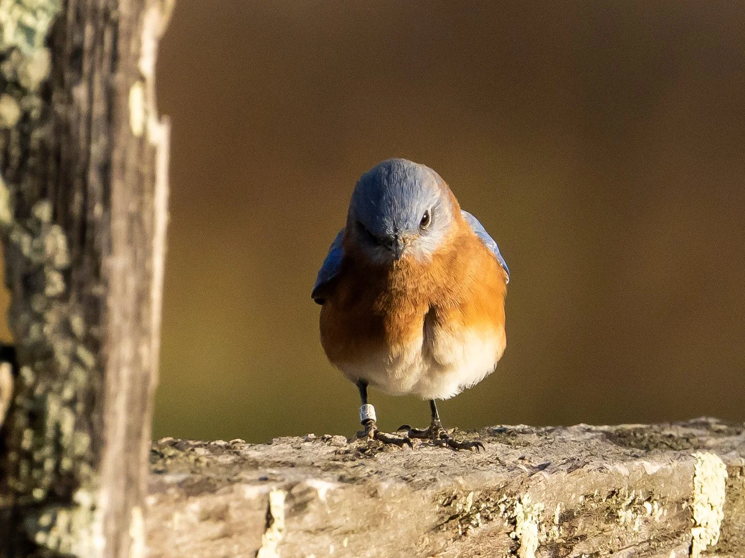 Bluebird 1500 11-17-2025 CPP 142PP.jpg