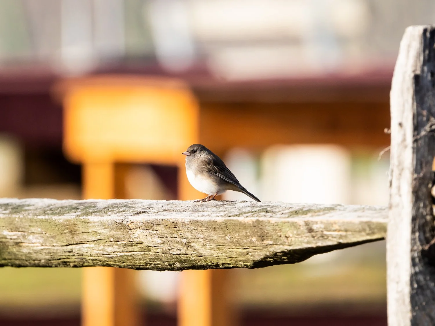 Junco 1500 11-17-2025 CPP 093P.jpg