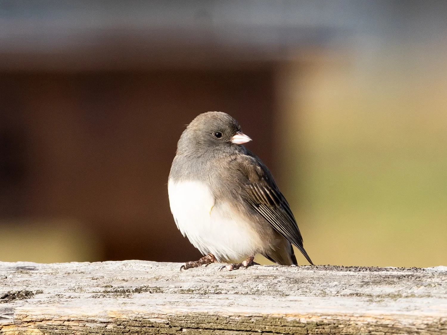 Junco 1500 11-17-2025 CPP 103P.jpg