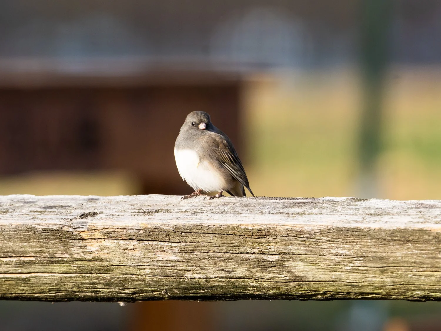 Junco 1500 11-17-2025 CPP 107P.jpg