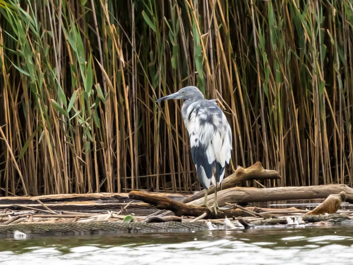 Little Blue Heron 1500 8-1-2025 SI 120P.jpg