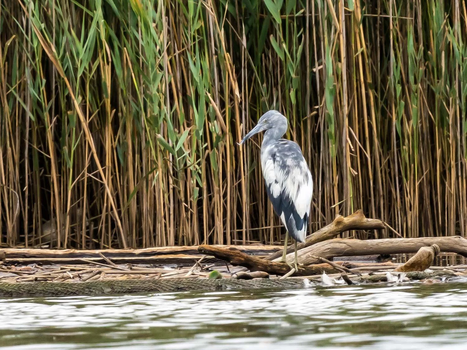 Little Blue Heron 1500 8-1-2025 SI 147P.jpg