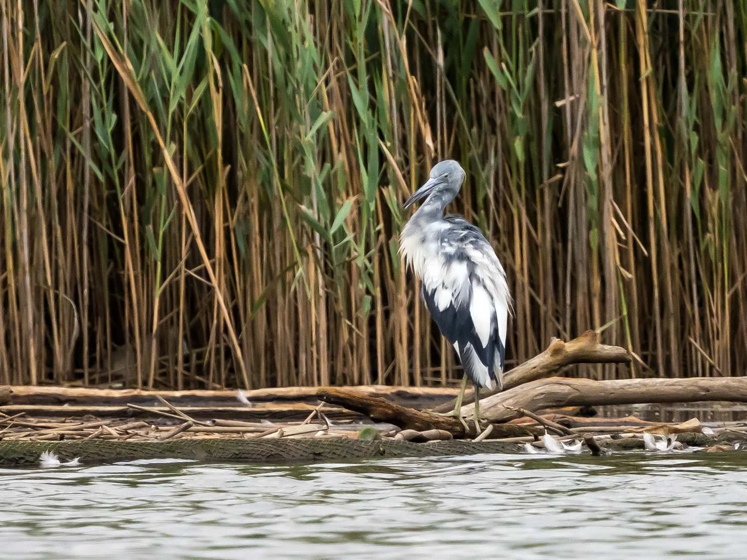 Little Blue Heron 1500 8-1-2025 SI 200P.jpg