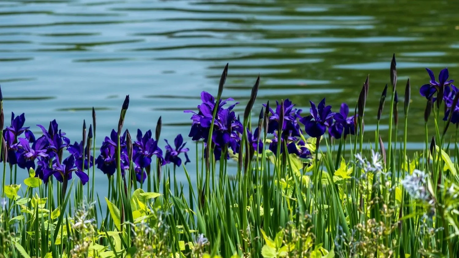Tulip Time and a Spring Bouquet