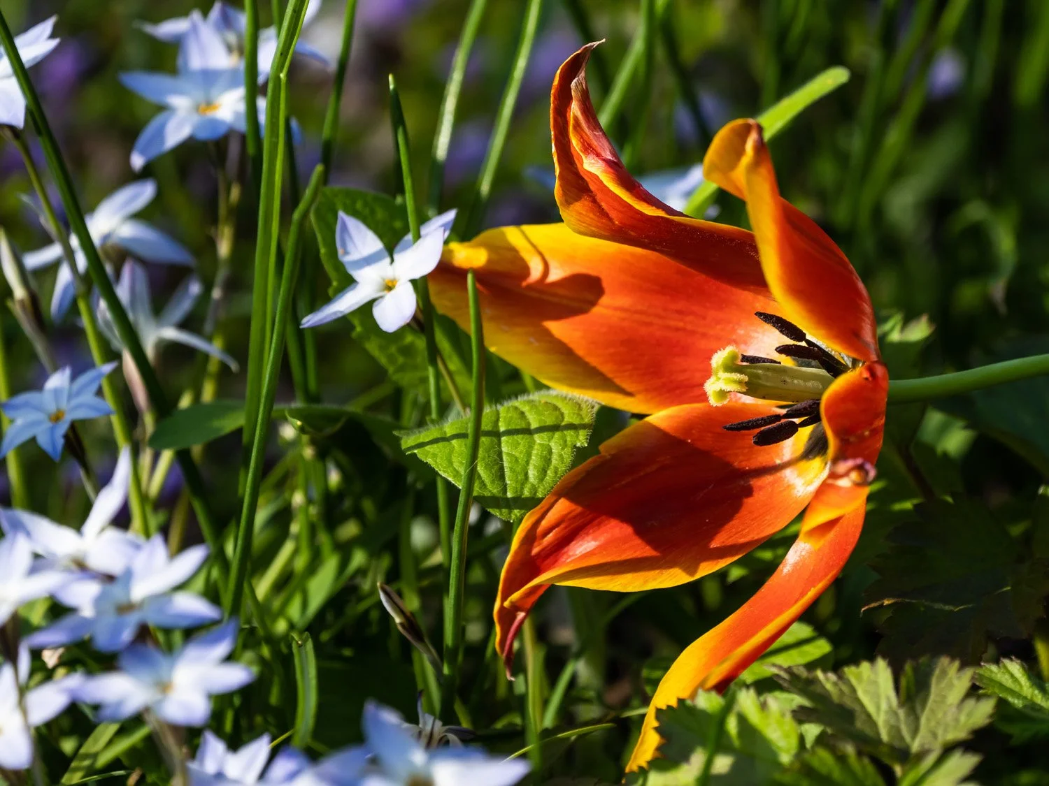 Tulip 1500 4-26-2026 RSP 098P.jpg
