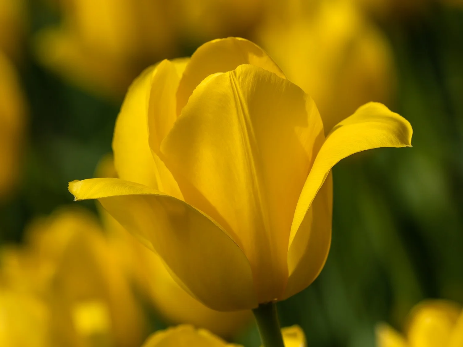 Tulip 1500 4-16-2026 002P.jpg
