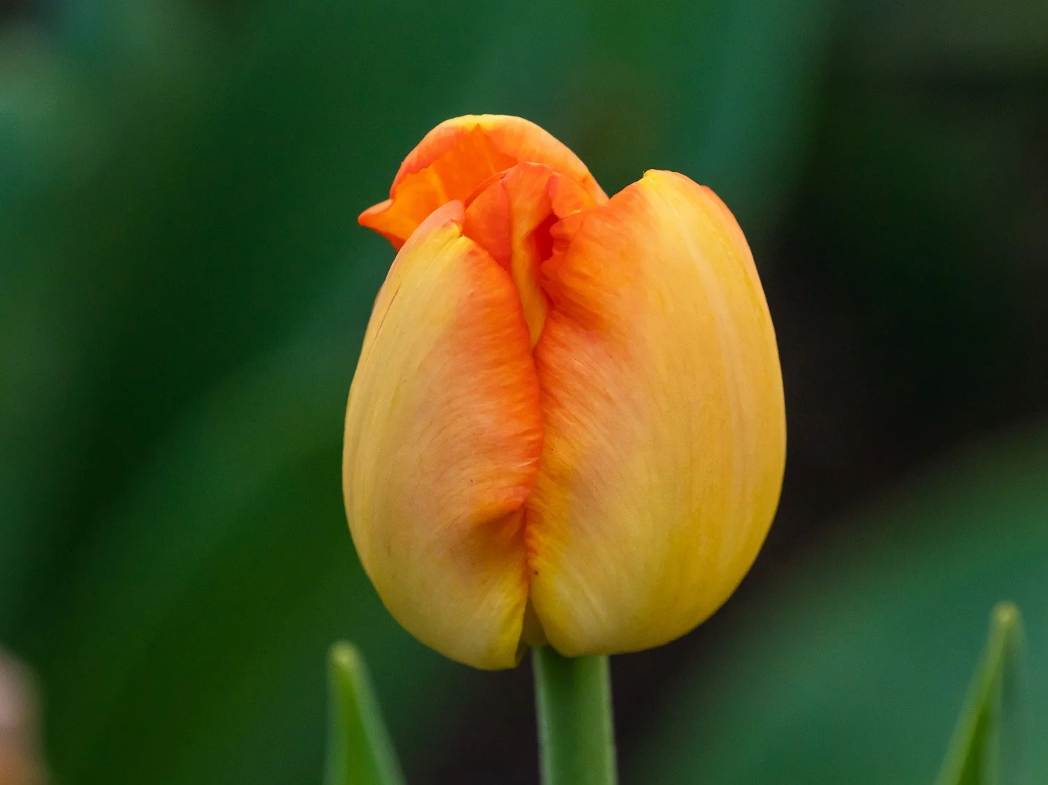 Tulip 1500 4-7-2026 BP 425P.jpg