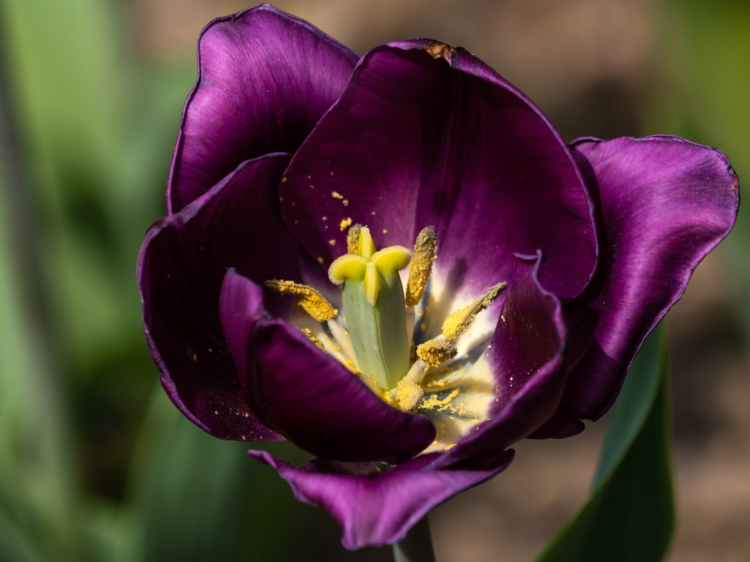 Tulip 1500 4-16-2026 024P.jpg