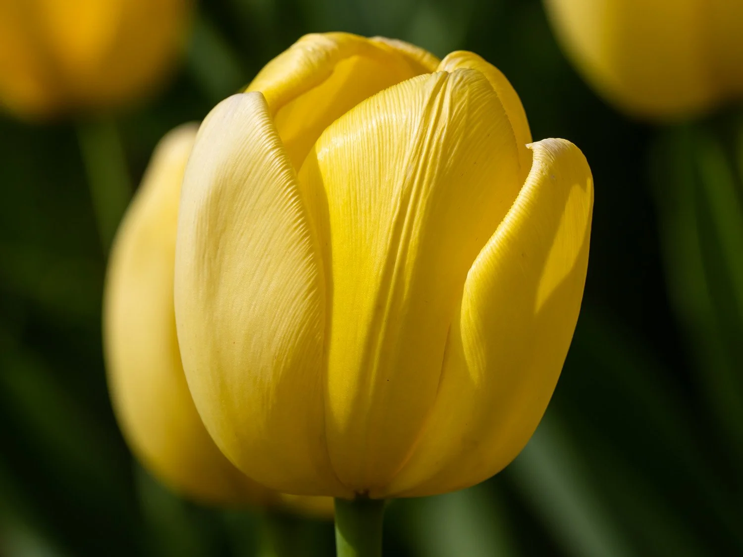 Tulip 1500 4-16-2026 031P.jpg