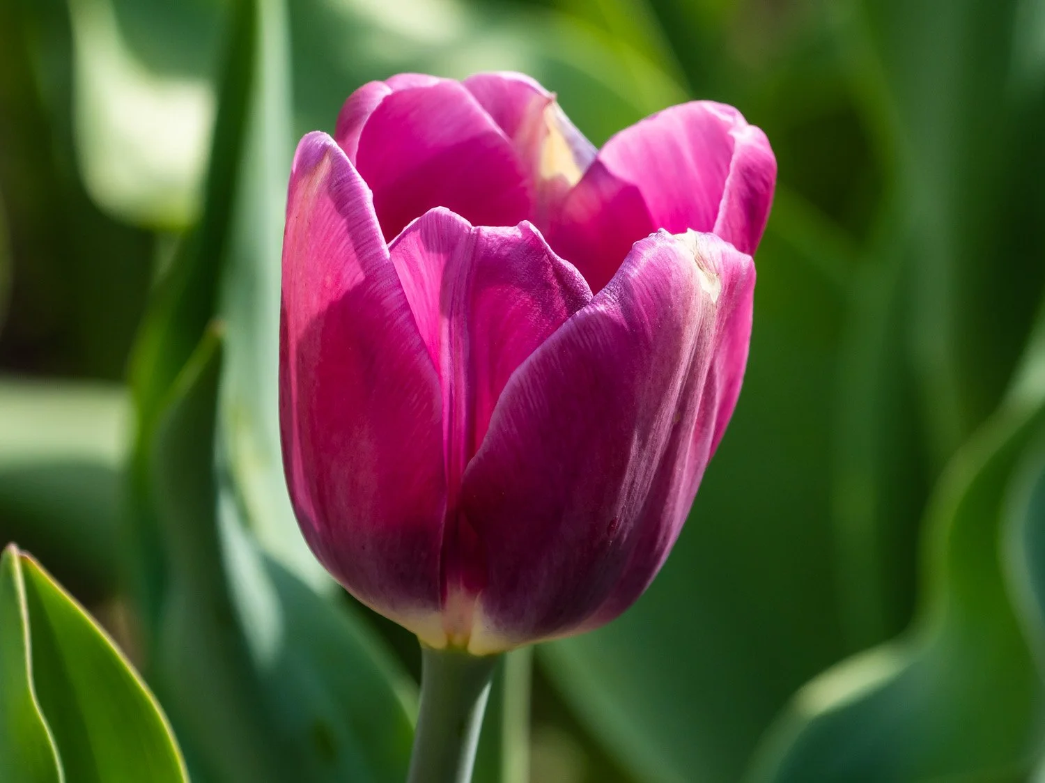 Tulip 1500 4-16-2026 047P.jpg