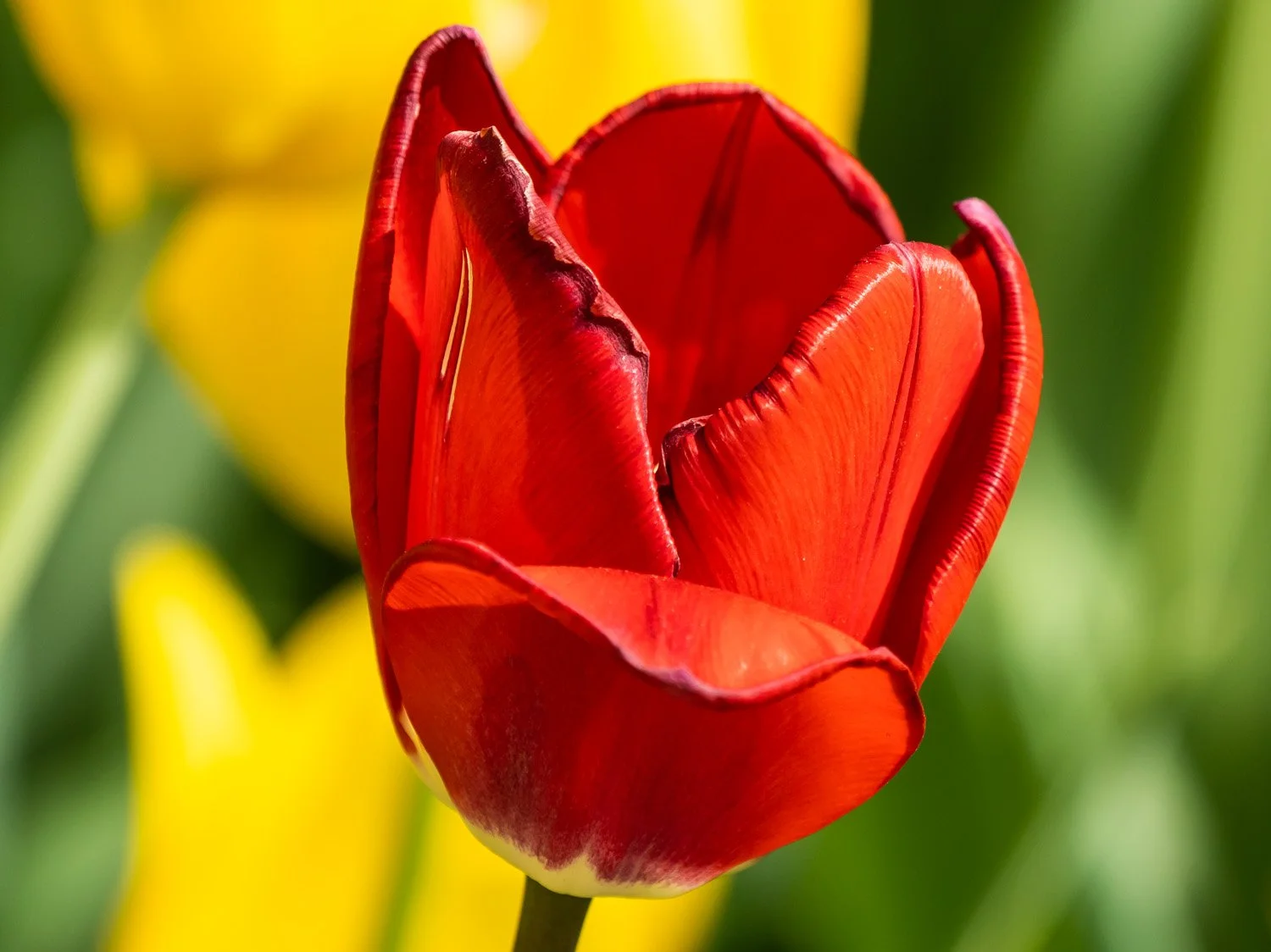 Tulip 1500 4-16-2026 056P.jpg