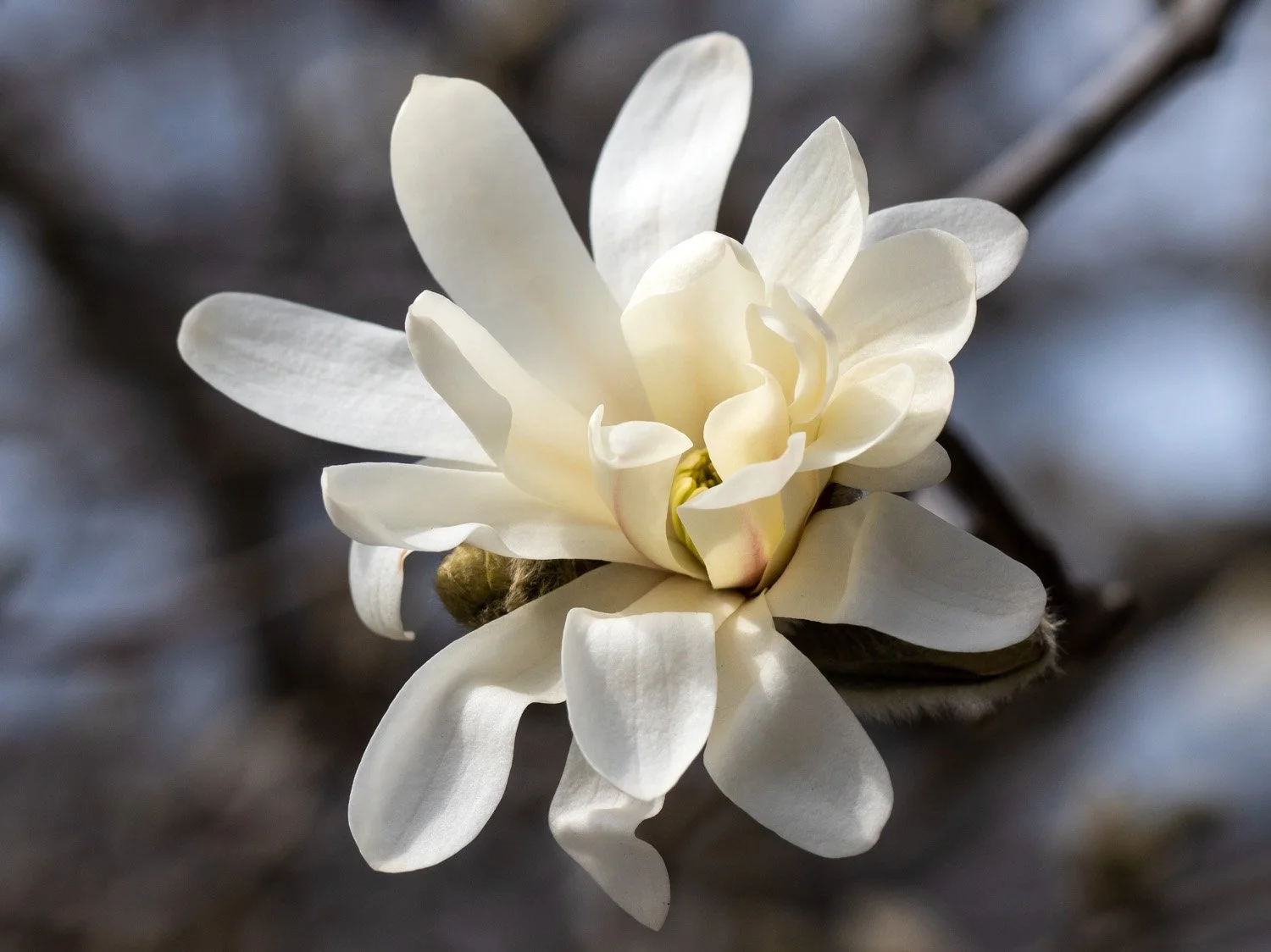Magnolia 1500 3-30-2026 GWC 025P.jpg