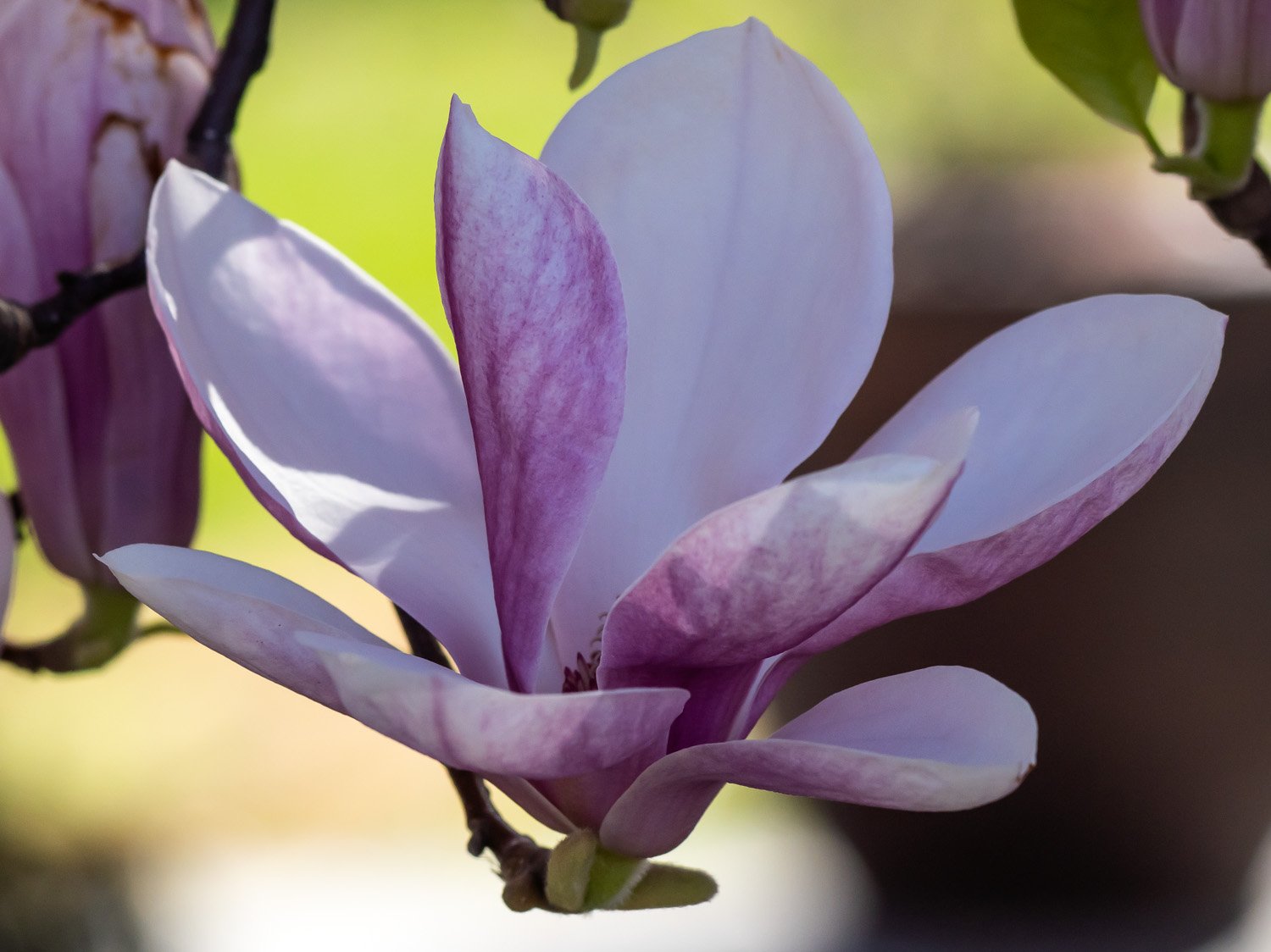 Magnolia 1500 4-11-2026 GWC 028P.jpg