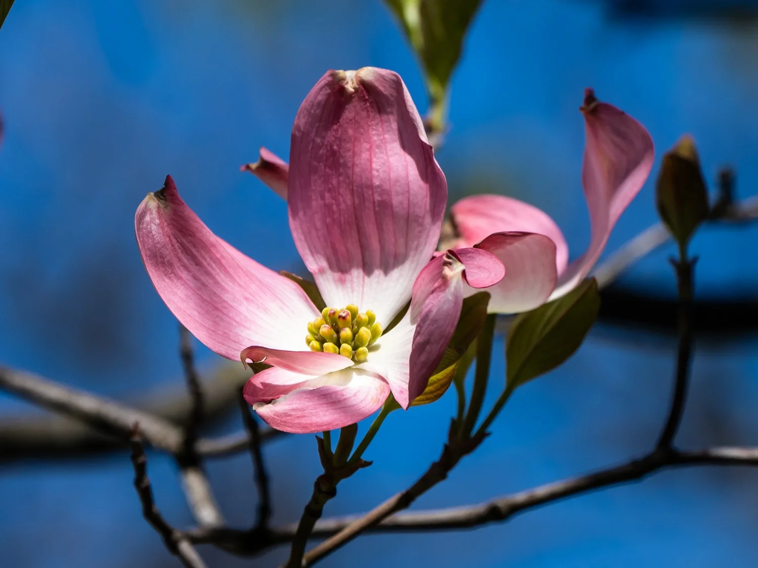 Dogwood 1500 4-27-2026 GWC 129P.jpg