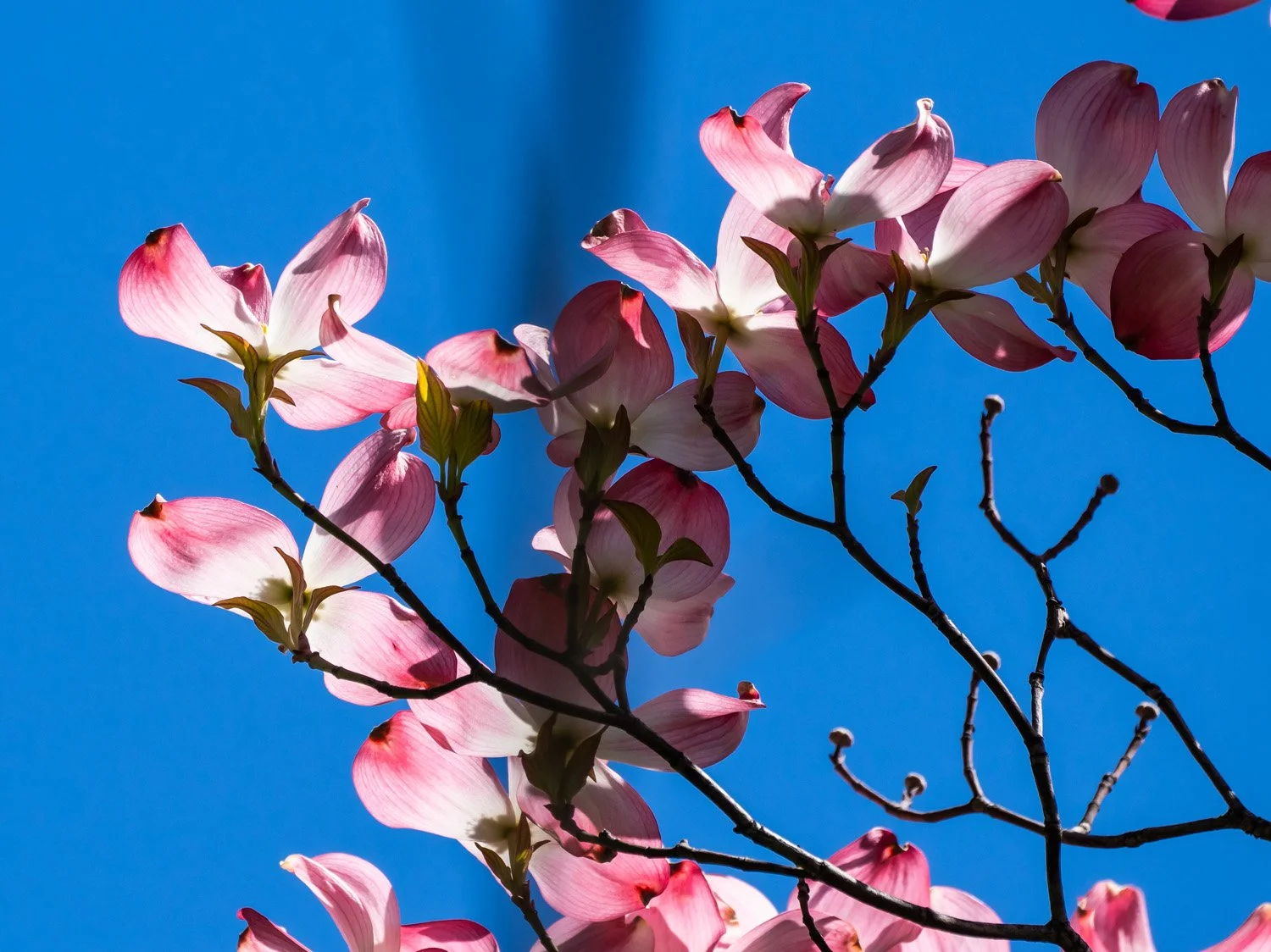 Dogwood 1500 4-27-2026 GWC 116P.jpg