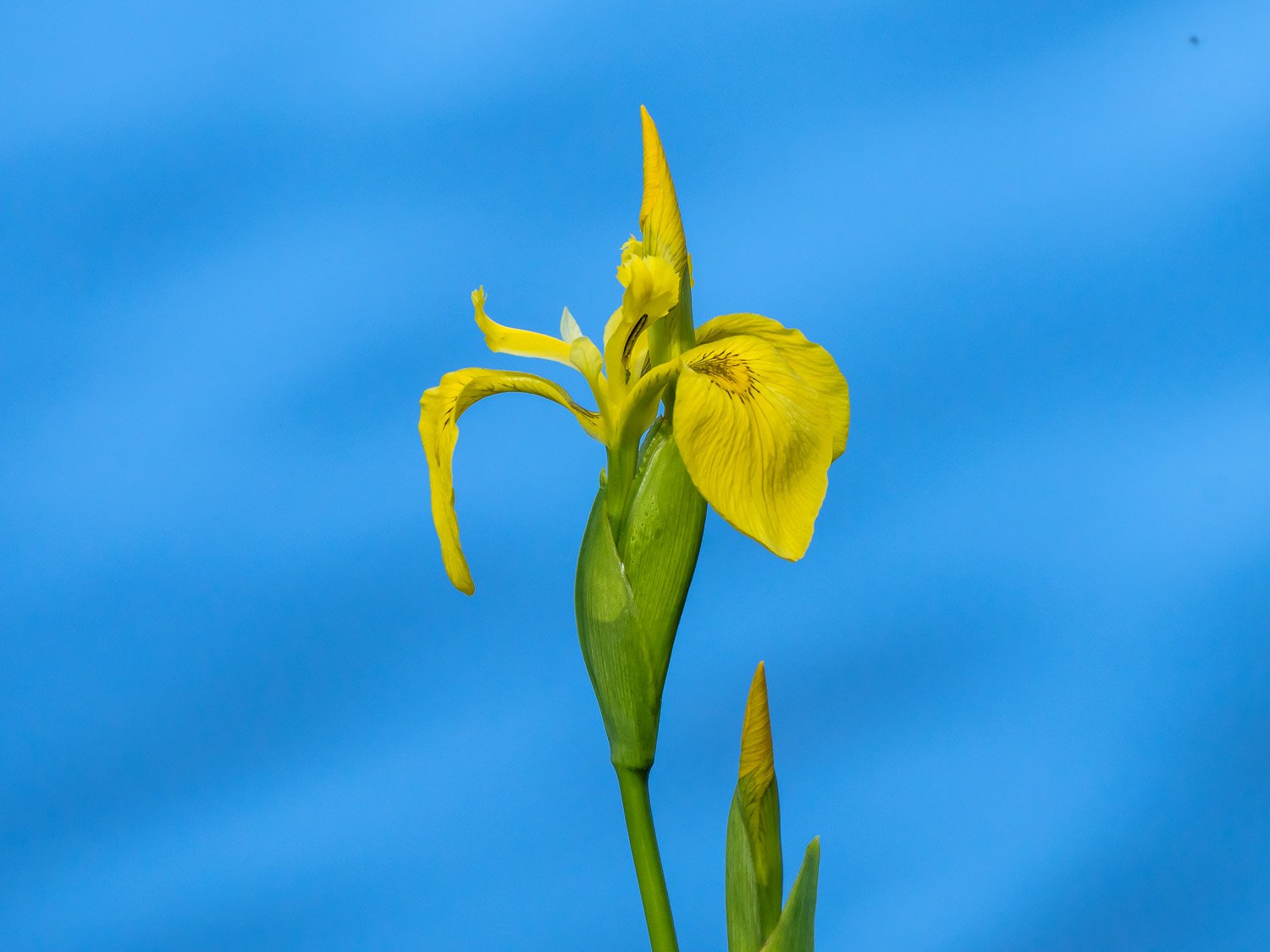 Iris 1500 5-7-2026 010P.jpg