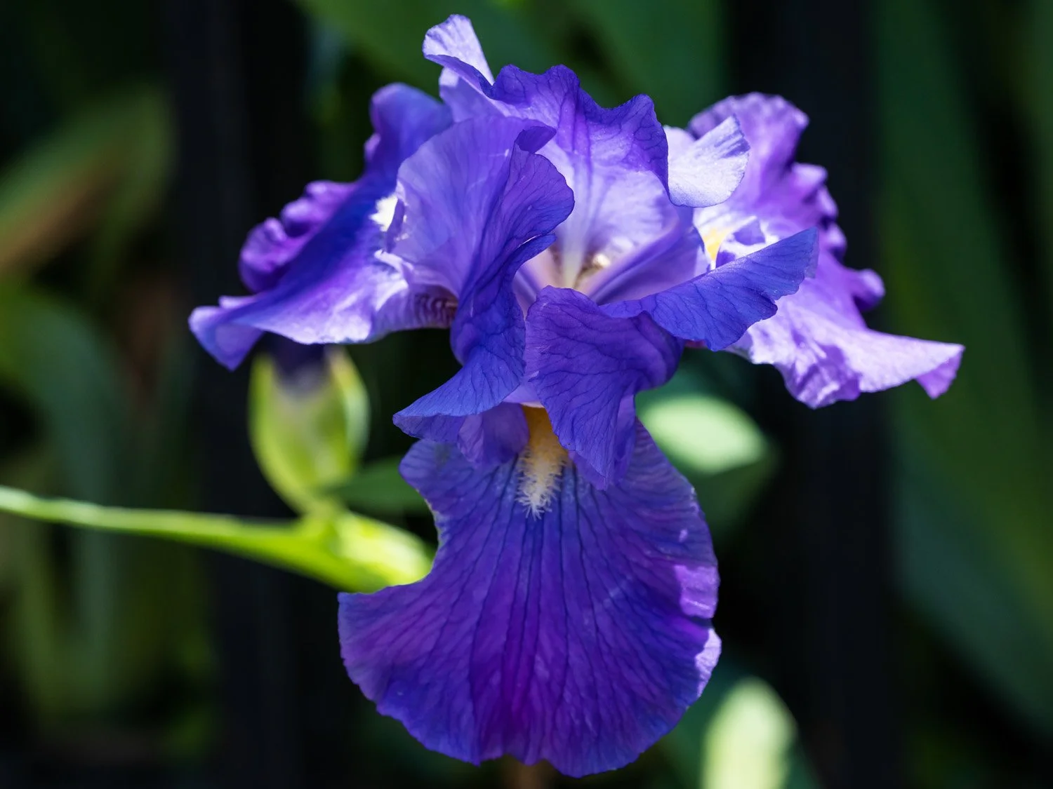 Iris 1500 5-10-2026 GWC 004P.jpg