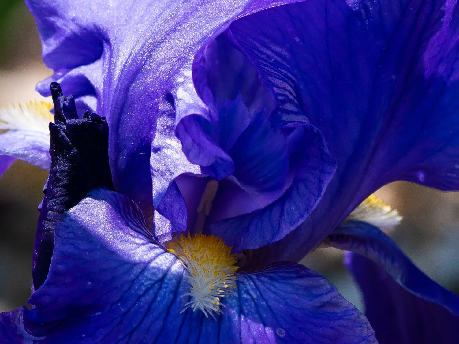 Iris 1500 5-10-2026 GWC 043PP.jpg