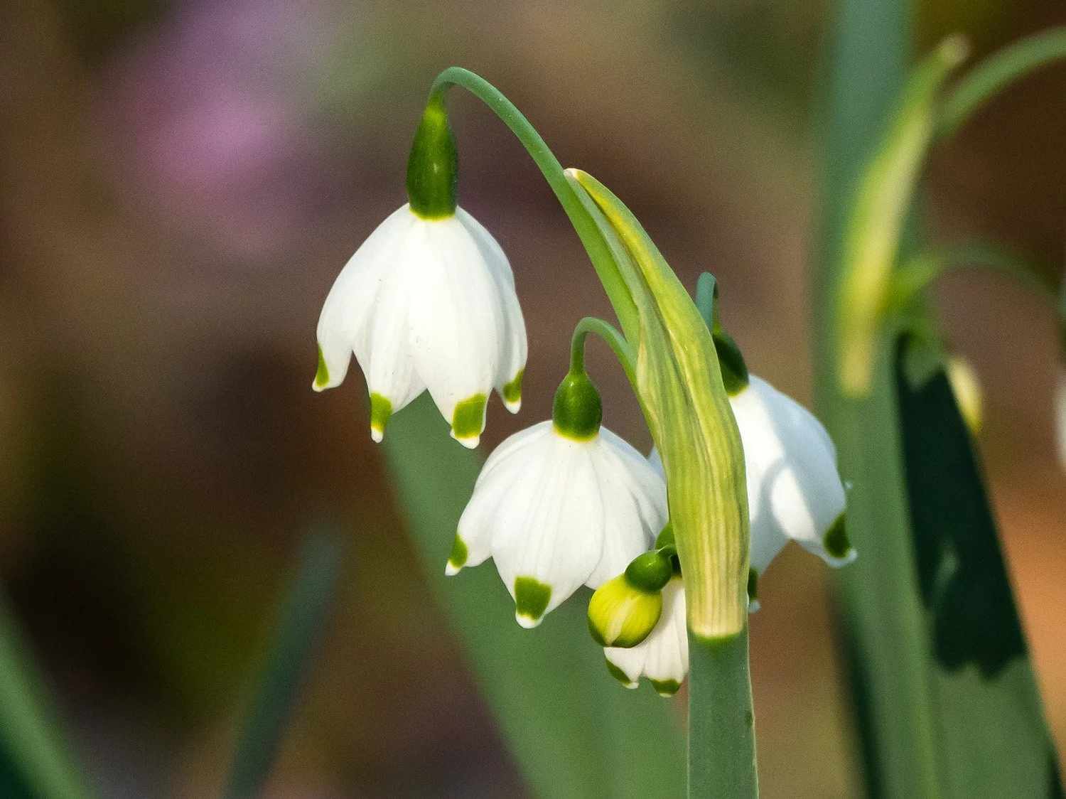 Leucojum 1500 4-16-2026 208P.jpg