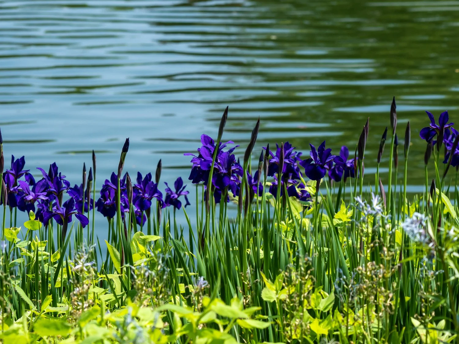 Irises 1500 5-10-2026 GWC 242P.jpg