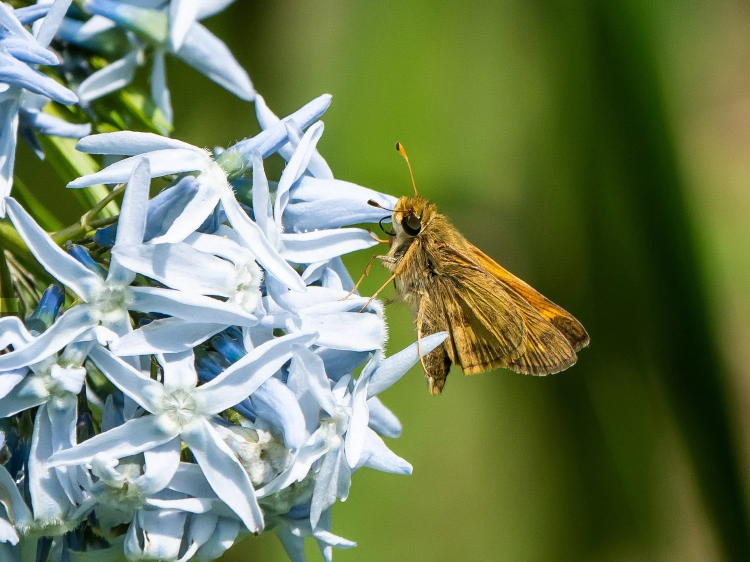 Butterfly 1500 5-10-2026 GWC 229P.jpg
