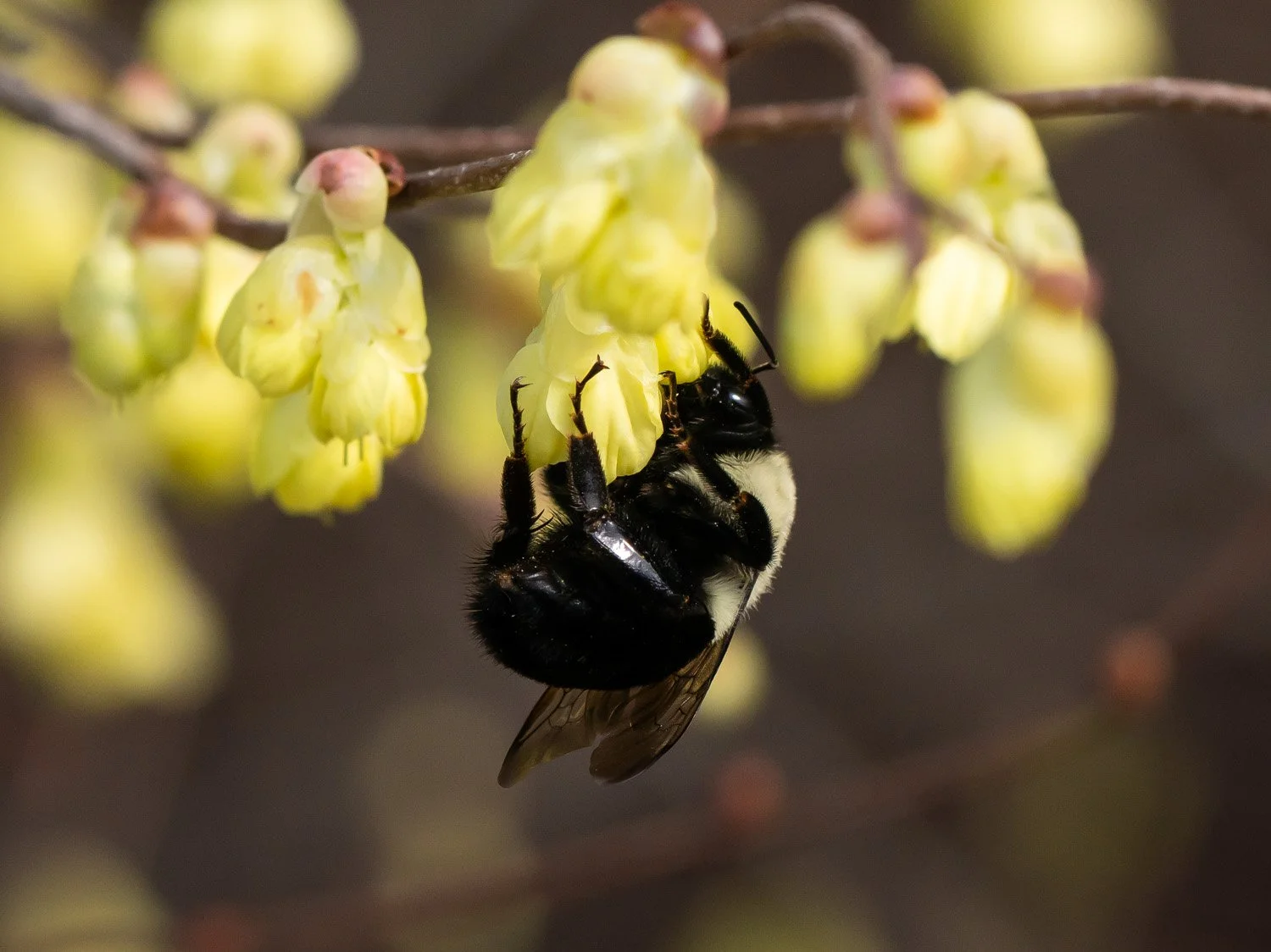Bee 1500 3-30-2026 GWC 004P.jpg