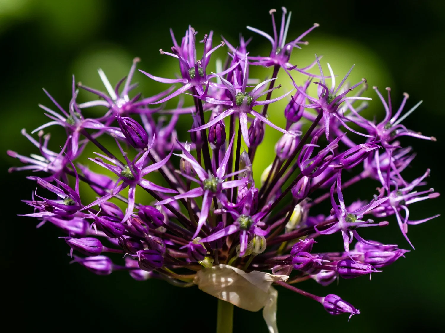 Allium 1500 5-10-2026 GWC 081P.jpg