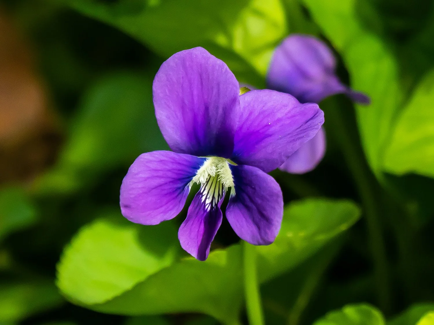 Violet 1500 4-24-2026 349P.jpg