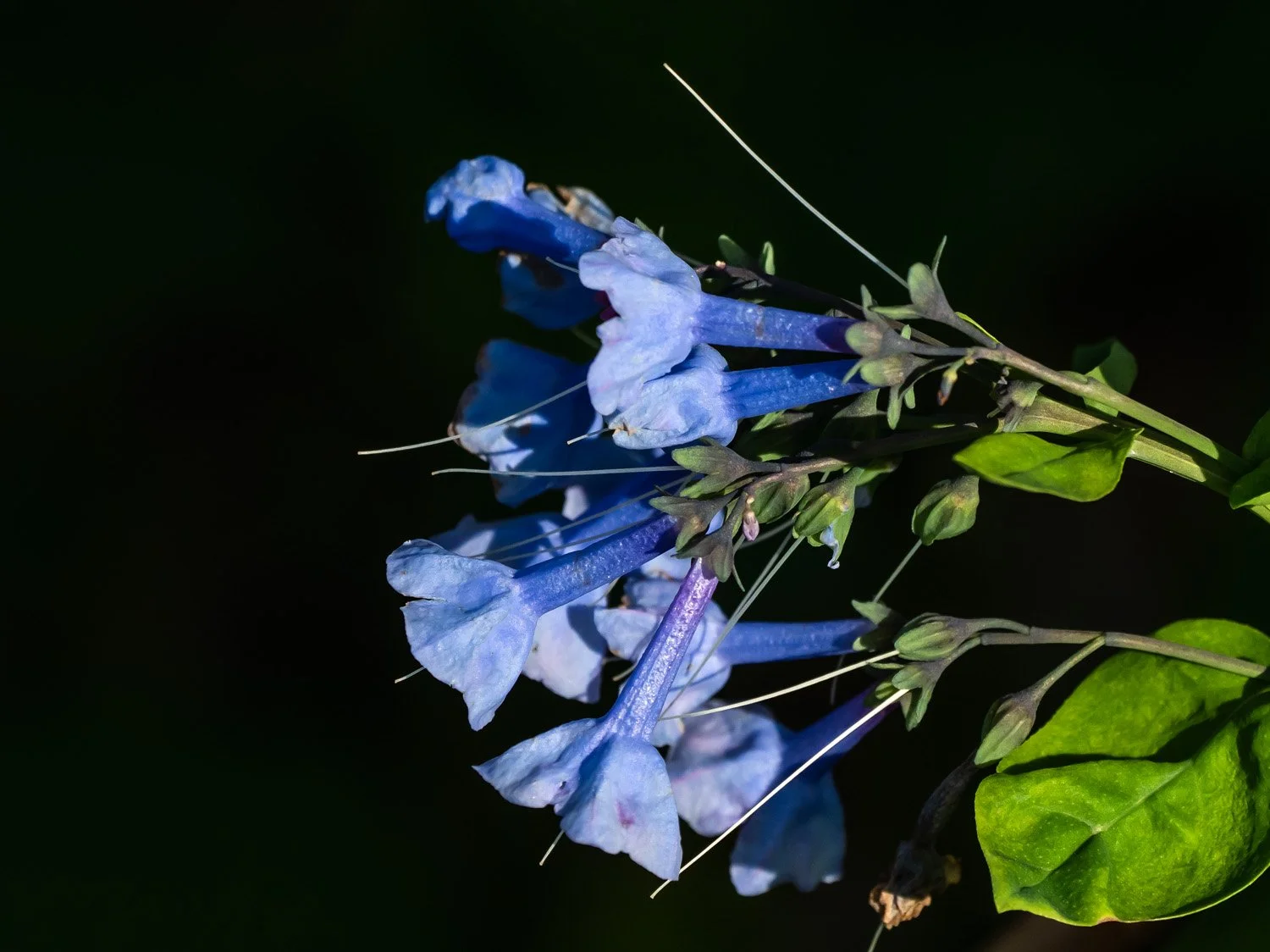 Virginia Bluebells 1500 4-26-2026 RSP 280P.jpg